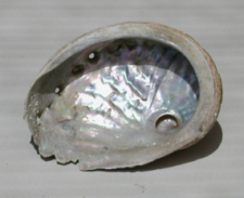 AbaloneShell
